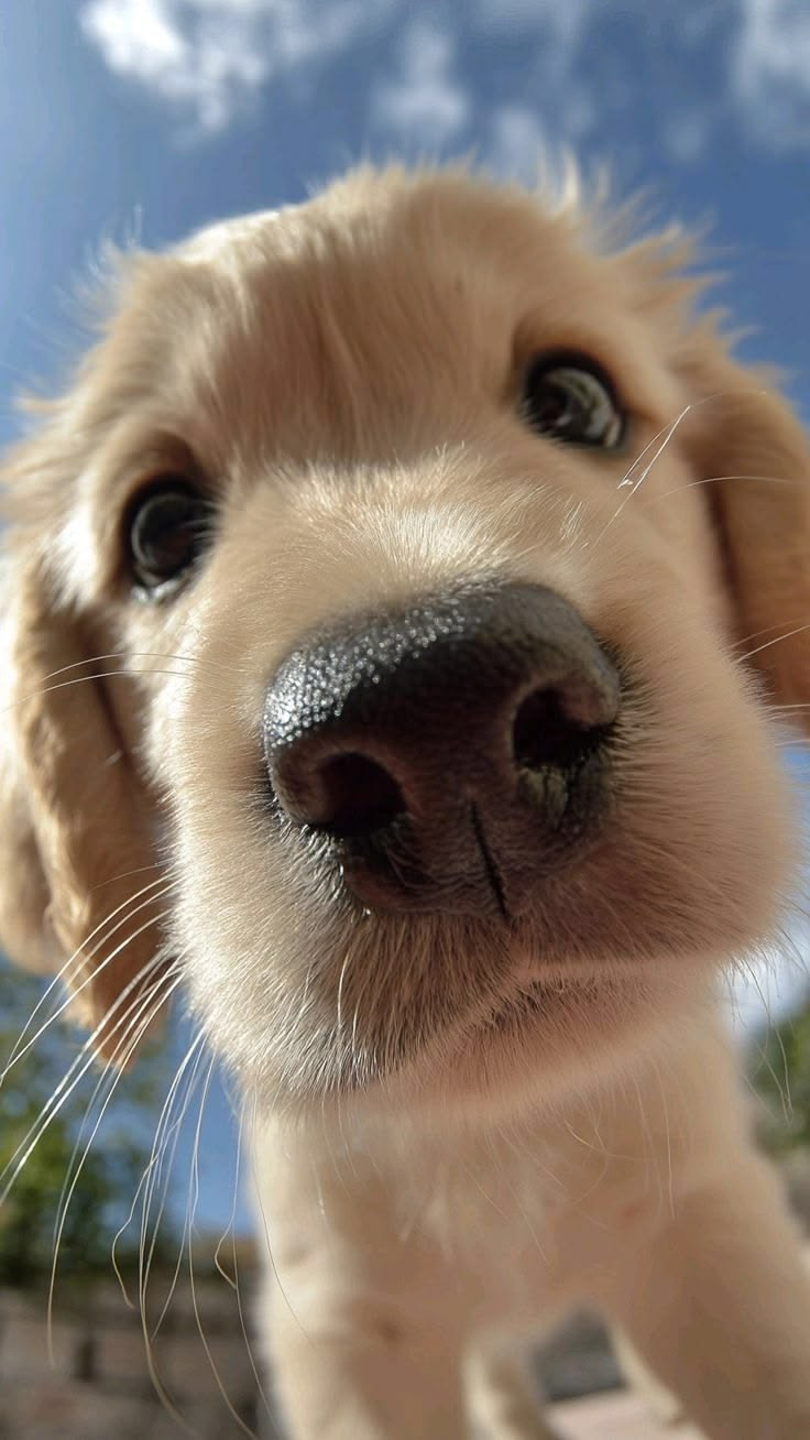 Cachorro pequeno