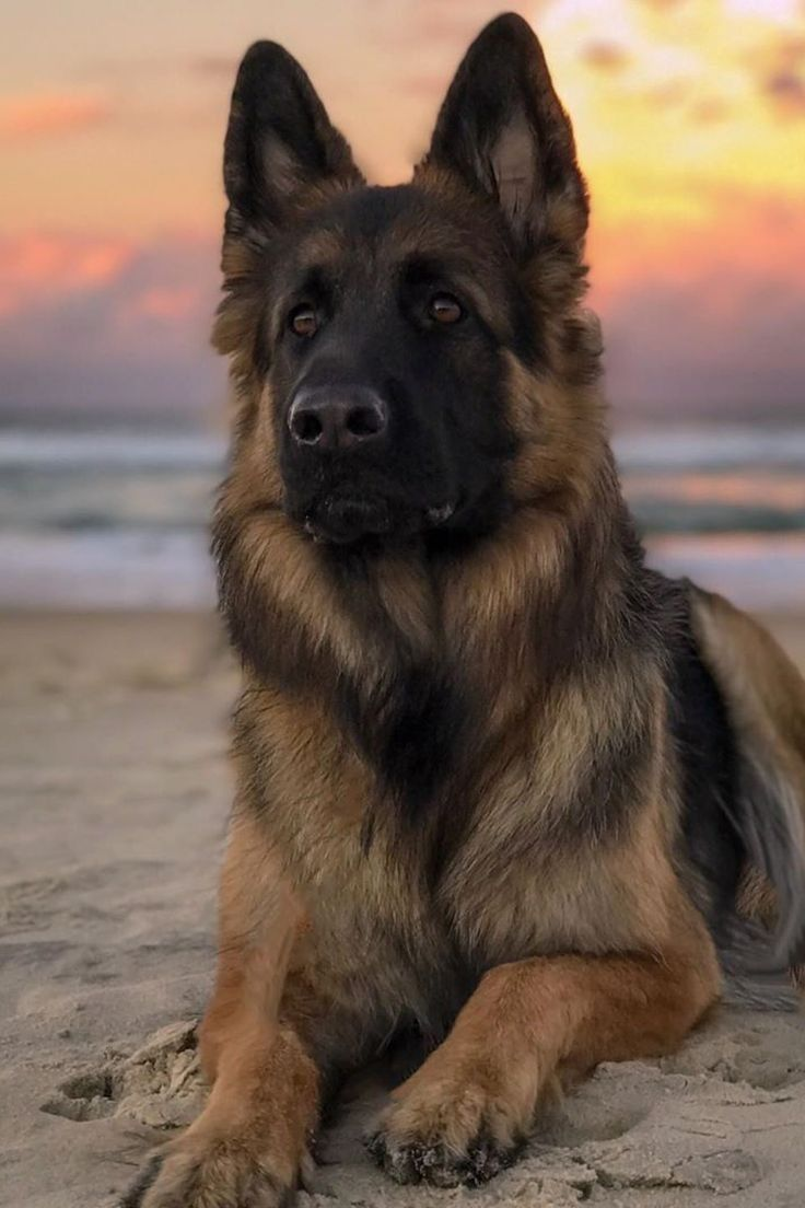 Cachorro feliz