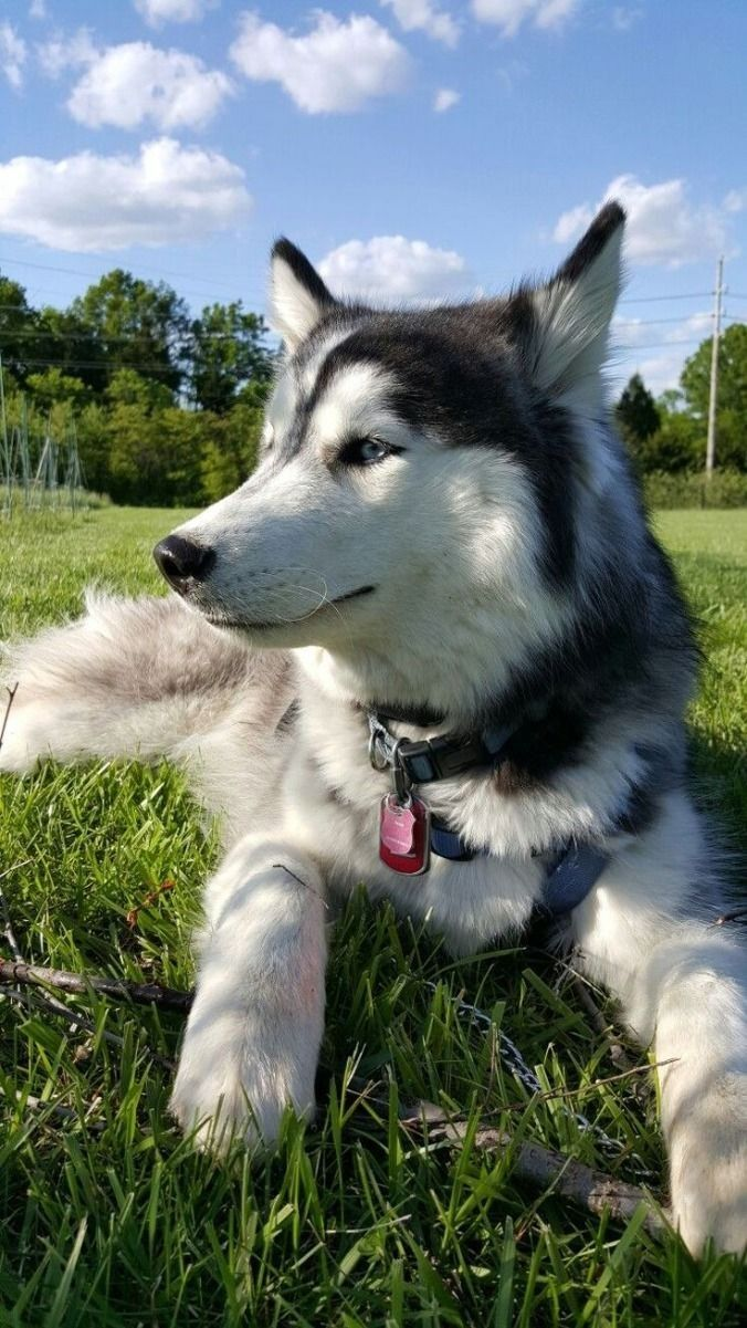 Border collie